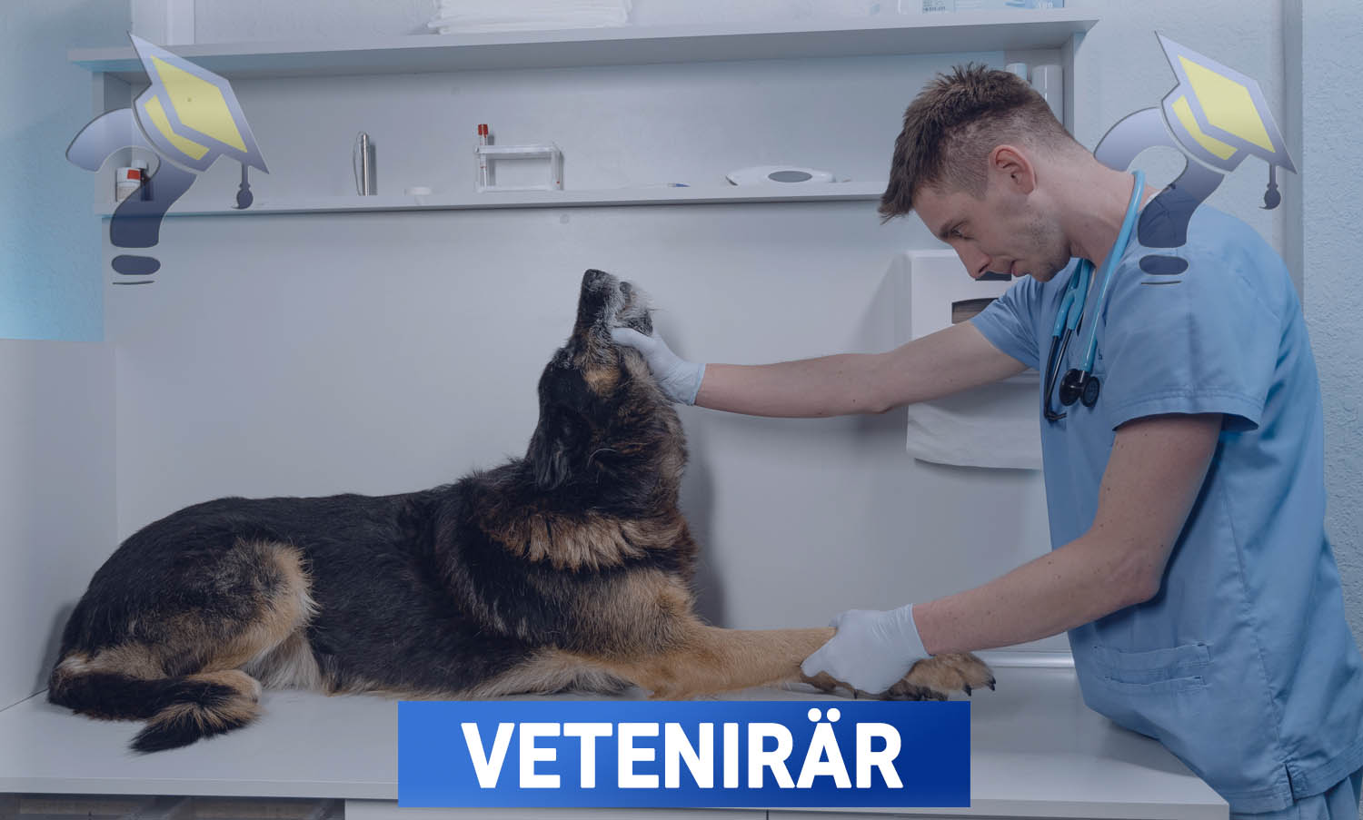 Veterinär